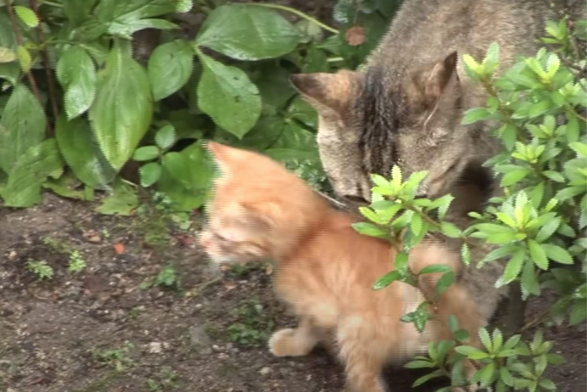 Katzenmama passt auf ihr Baby auf