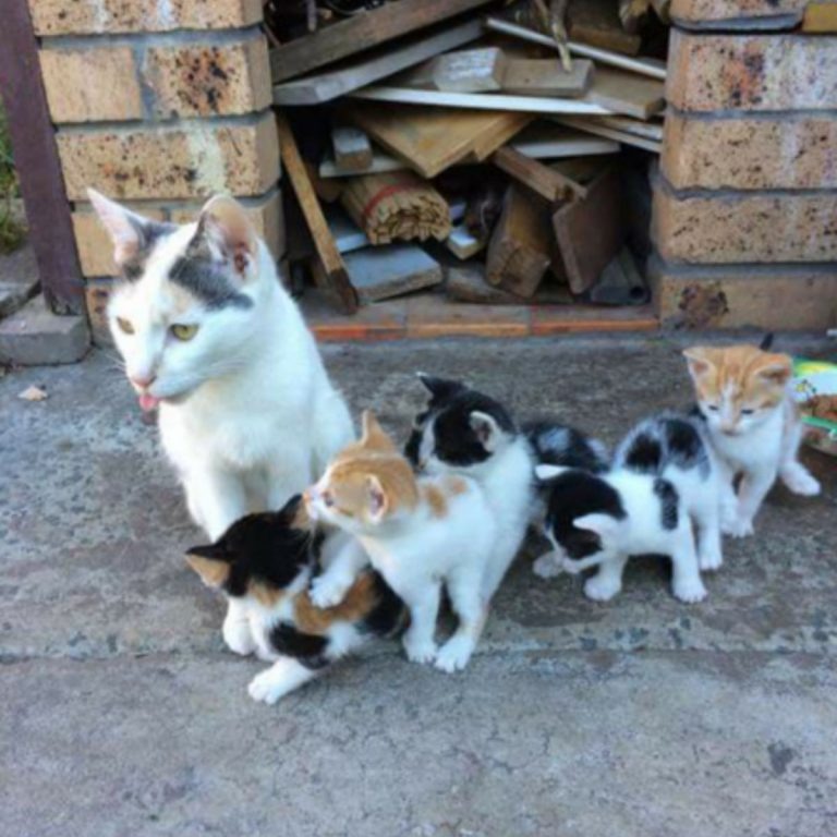 Katzenmama sitzt neben ihren Katzenbabys