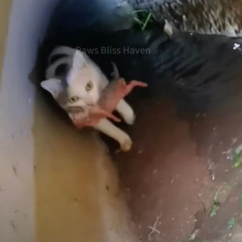 Katzenmama traegt ihr Baby im Mund