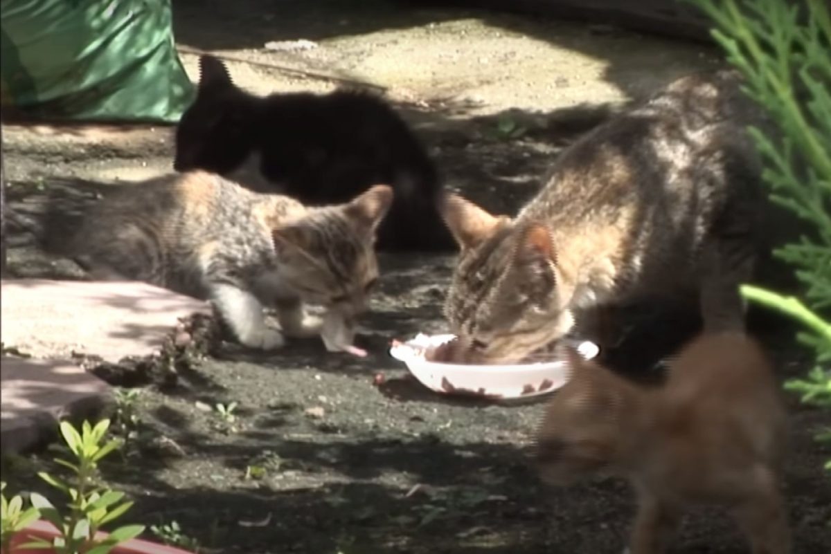 Katzenmama und ihr Baby fressen