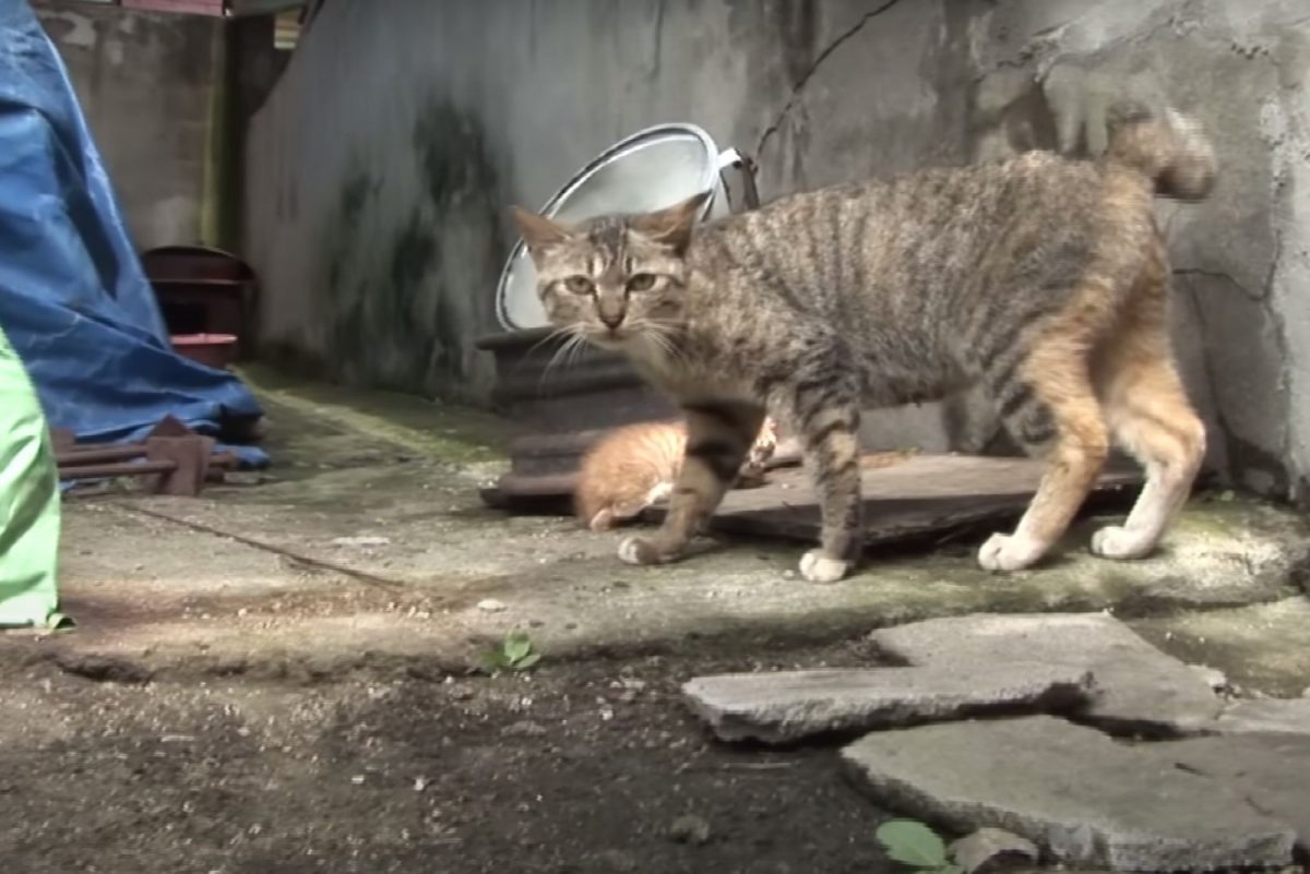 Katzenmama und ihr Baby