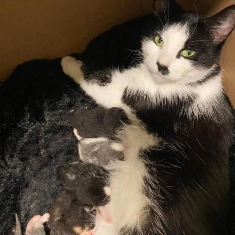 Katzenmutter mit ihren fuenf Babys