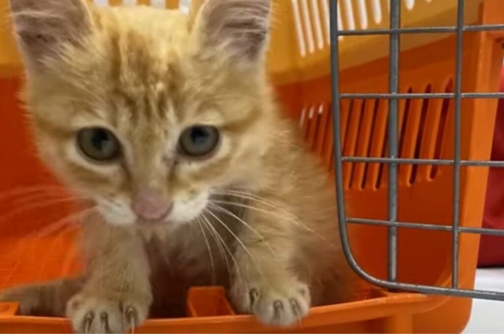 Kleine Katze in einer orangen Transportbox