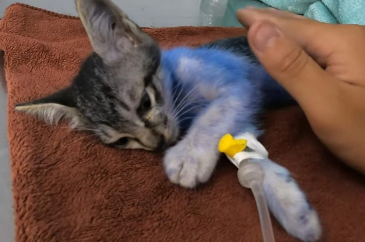 Kleine Katze mit Infusion