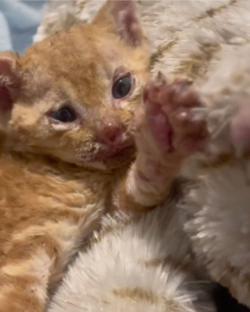 Kleine Katze mit Verletzungen am Koerper