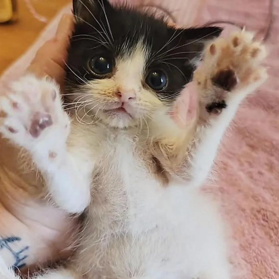 Kleine Katze streckt die Pfoten aus