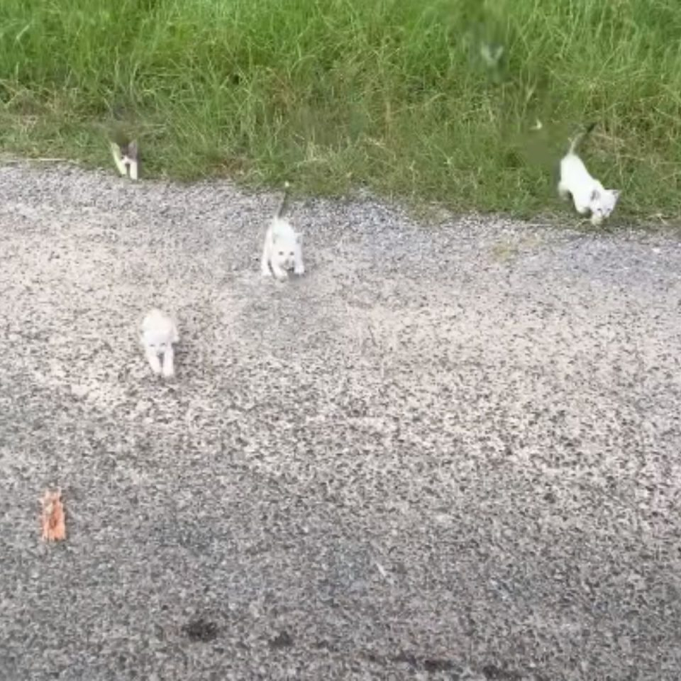 Kleine Katzen kommen aus hohem Gras auf die Strasse