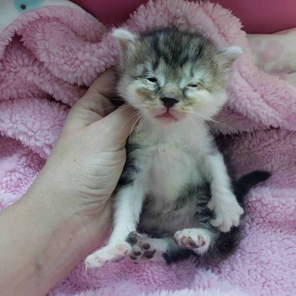 Kleines Katzenbaby auf einer rosa Decke