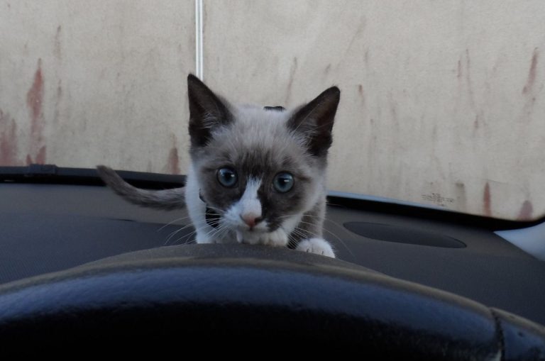 Kleines Katzenbaby im Auto