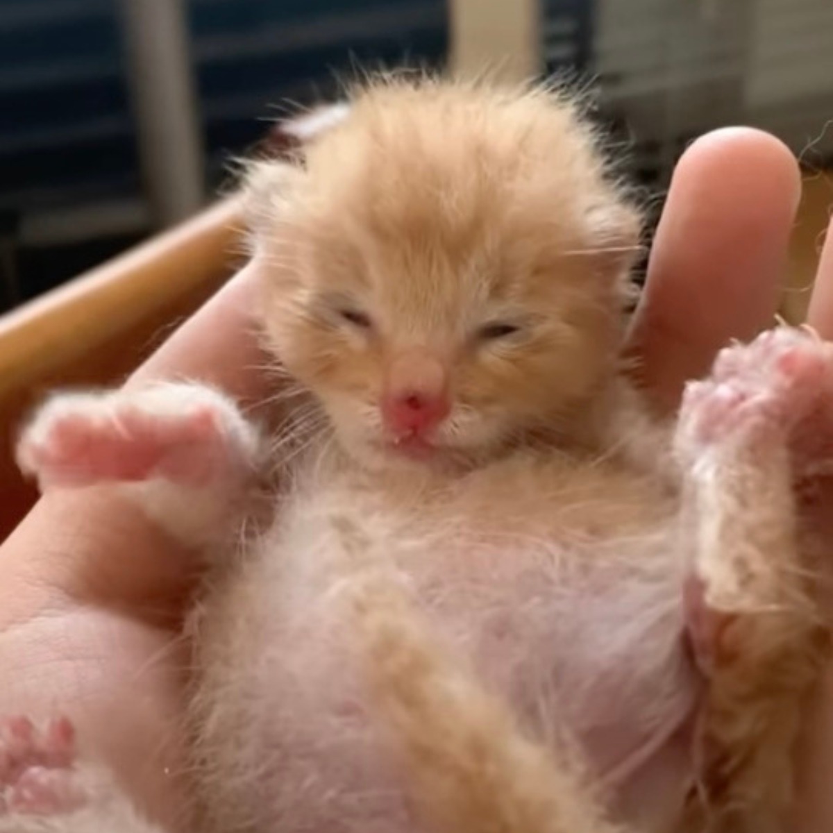 Kleines Katzenbaby in der Hand eines Mannes