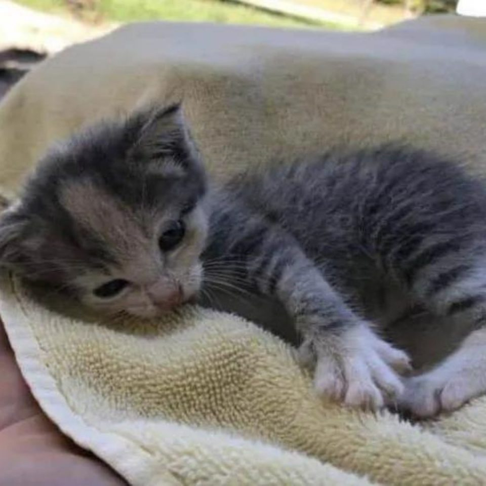 Kleines Katzenbaby liegt auf einem Handtuch