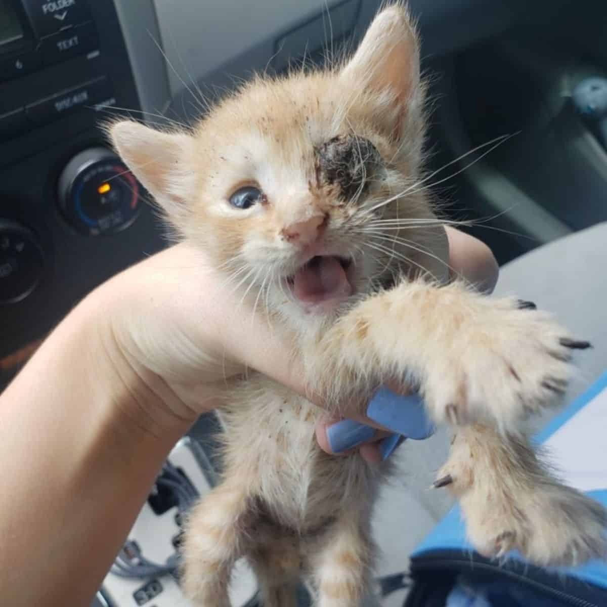 Kleines Katzenbaby mit Verletzung im Gesicht