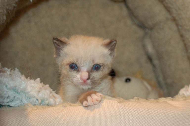 Kleines Katzenbaby mit blauen Augen liegt auf Kissen