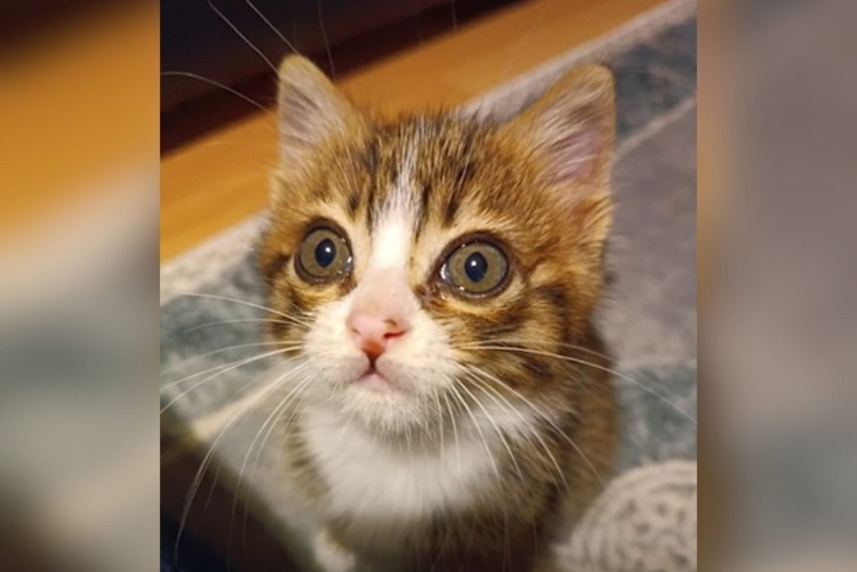 Kleines Katzenbaby mit grossen Augen