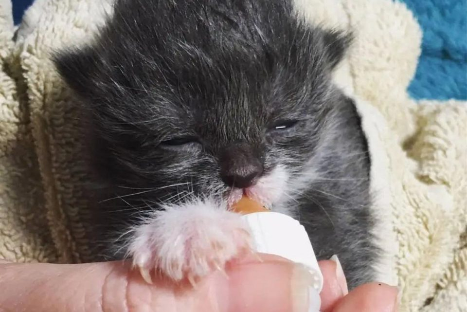 Kleines Katzenbaby trinkt aus einer Flasche