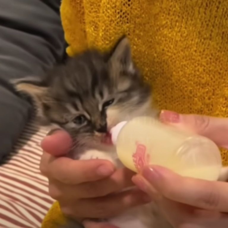 Kleines Katzenbaby wird mit einer Flasche gefuettert