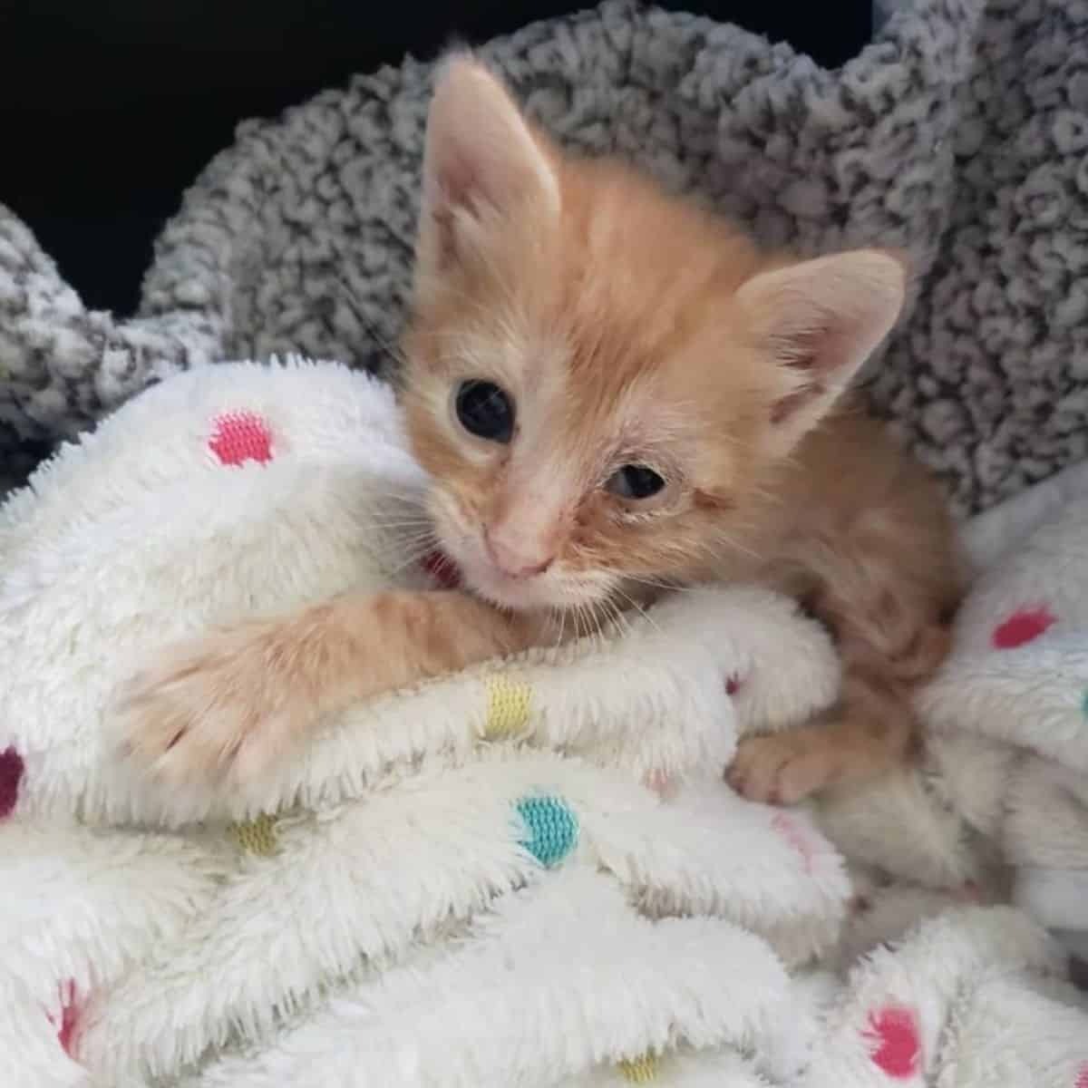 Kleines orangefarbenes Katzenbaby auf einer Decke