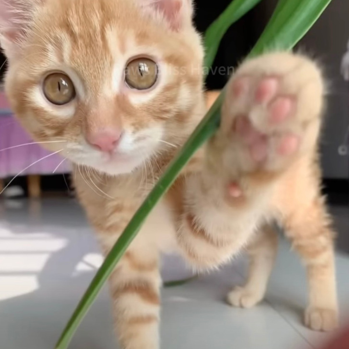 Kleines orangefarbenes Katzenbaby spielt