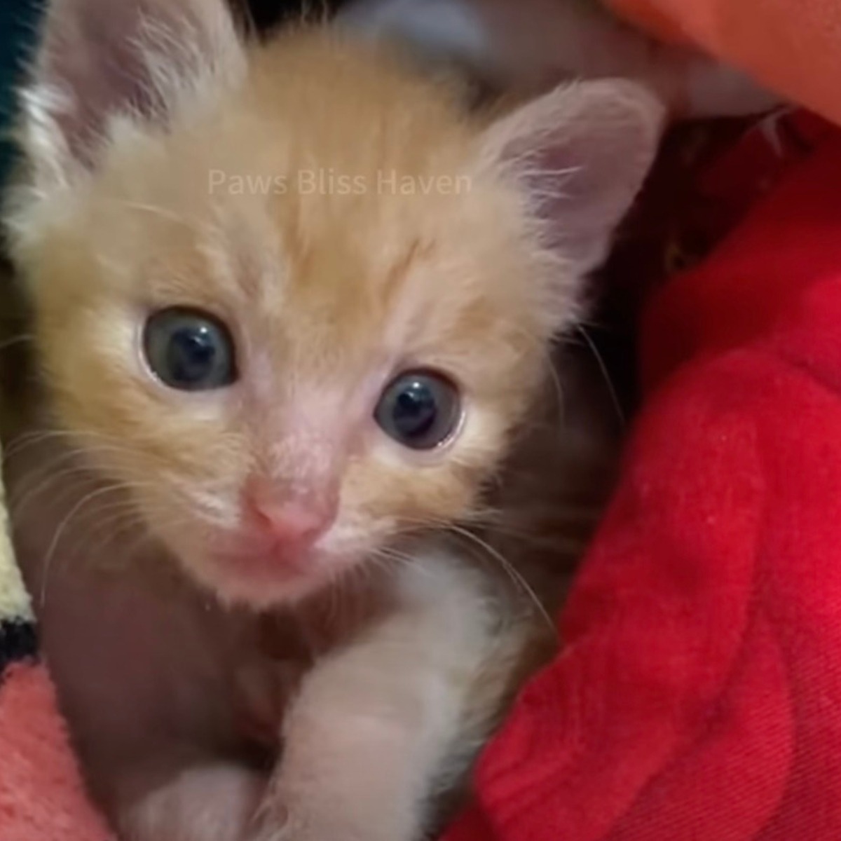 Kleines orangefarbenes Katzenbaby