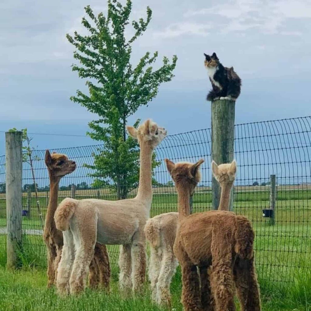 Lamas beobachten eine Katze