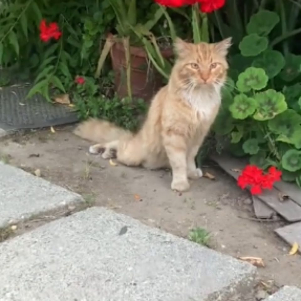 Langhaarkatze die nicht richtig laufen kann