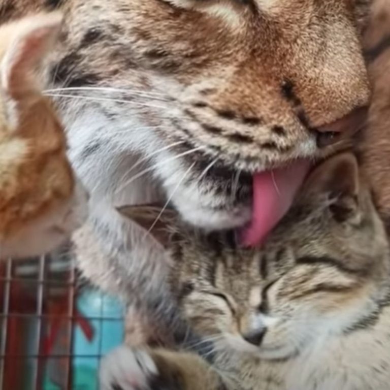 Luchs kuemmert sich um Katzenbabys