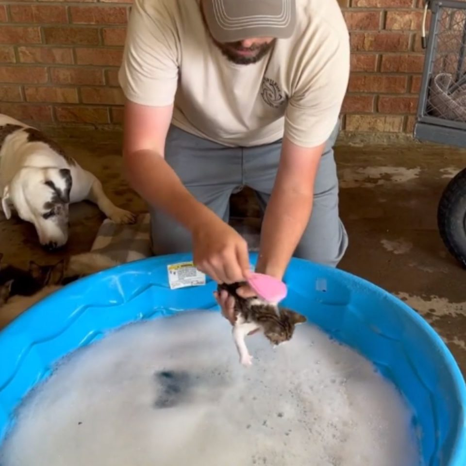 Mann badet kleines Katzenbaby