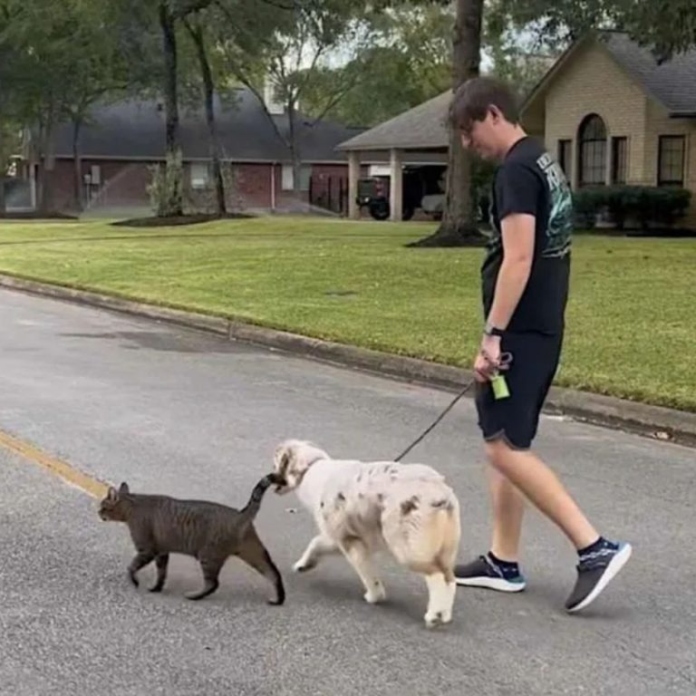 Mann geht Gassi mit Hund und Streunerkatze