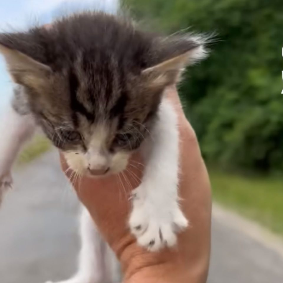 Mann haelt eine kleine Katze in der Hand