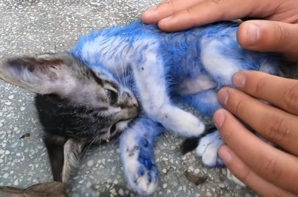 Mann versucht einem kleinen Katzenbaby zu helfen