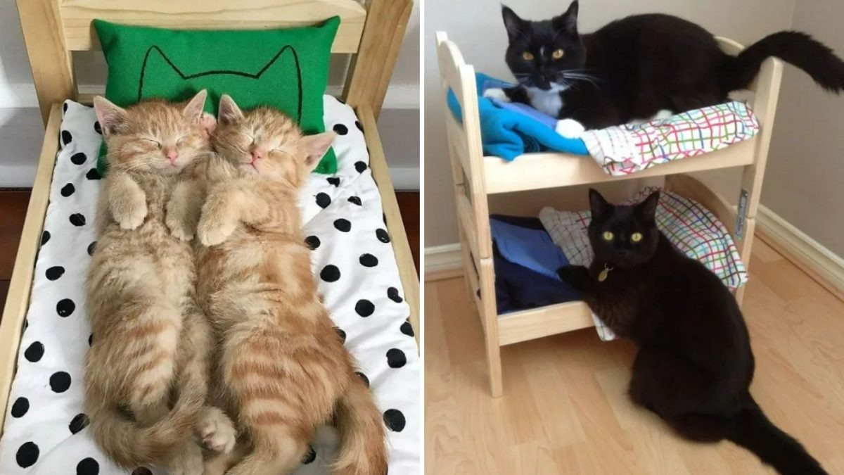 Menschen kaufen Puppenbetten fuer ihre Katzen