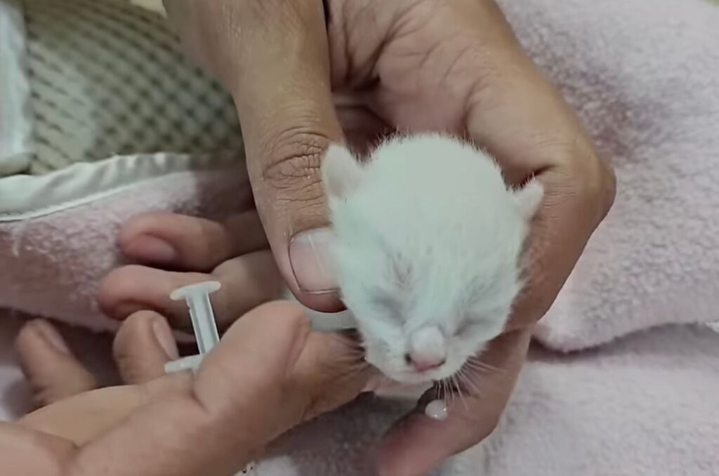 Neugeborene Katze beim Tierarzt