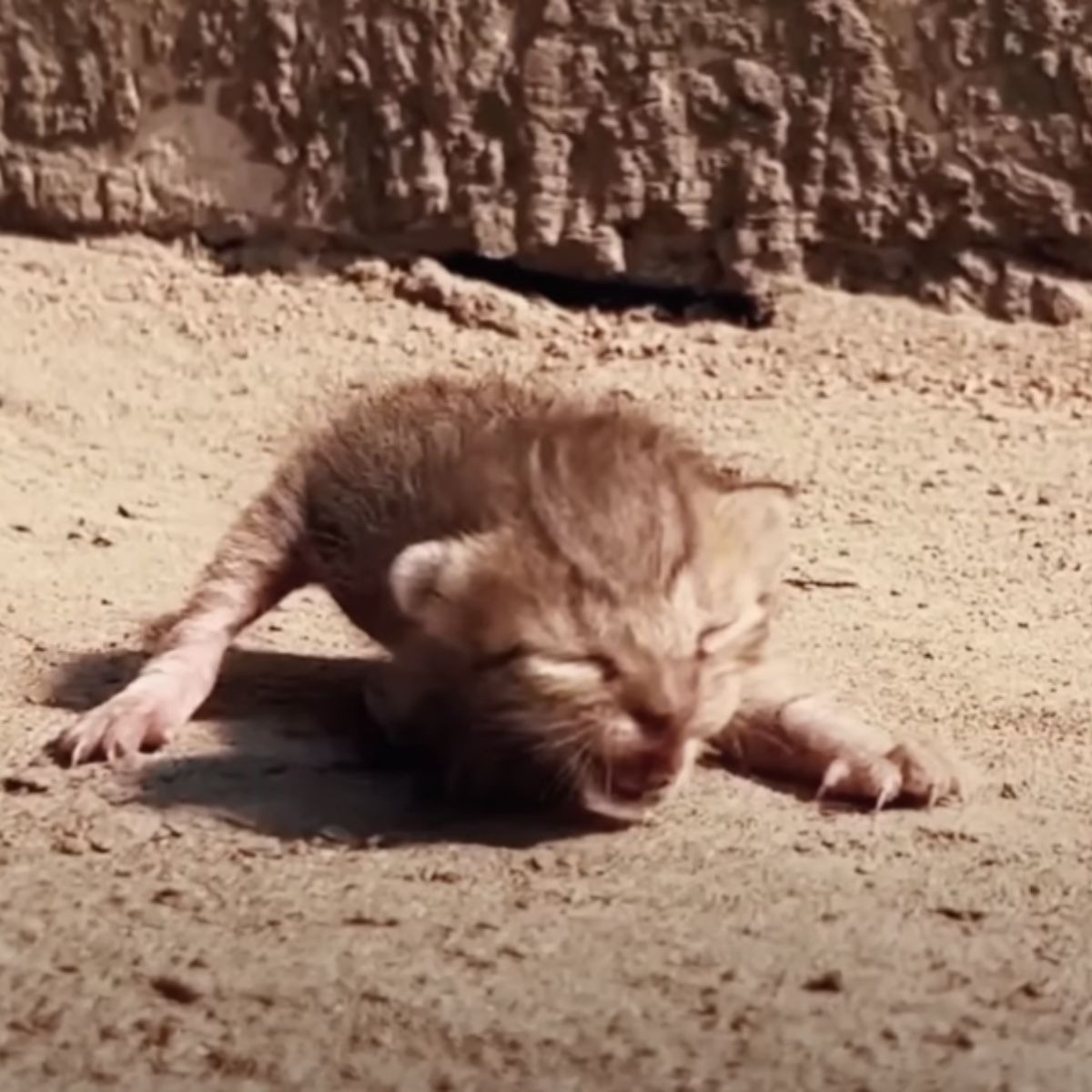 Neugeborenes Kaetzchen weint nach seiner Mama