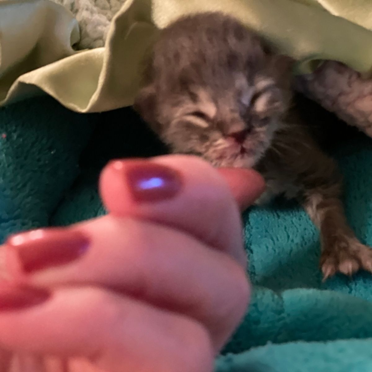 Neugeborenes Katzenbaby unter einer Decke