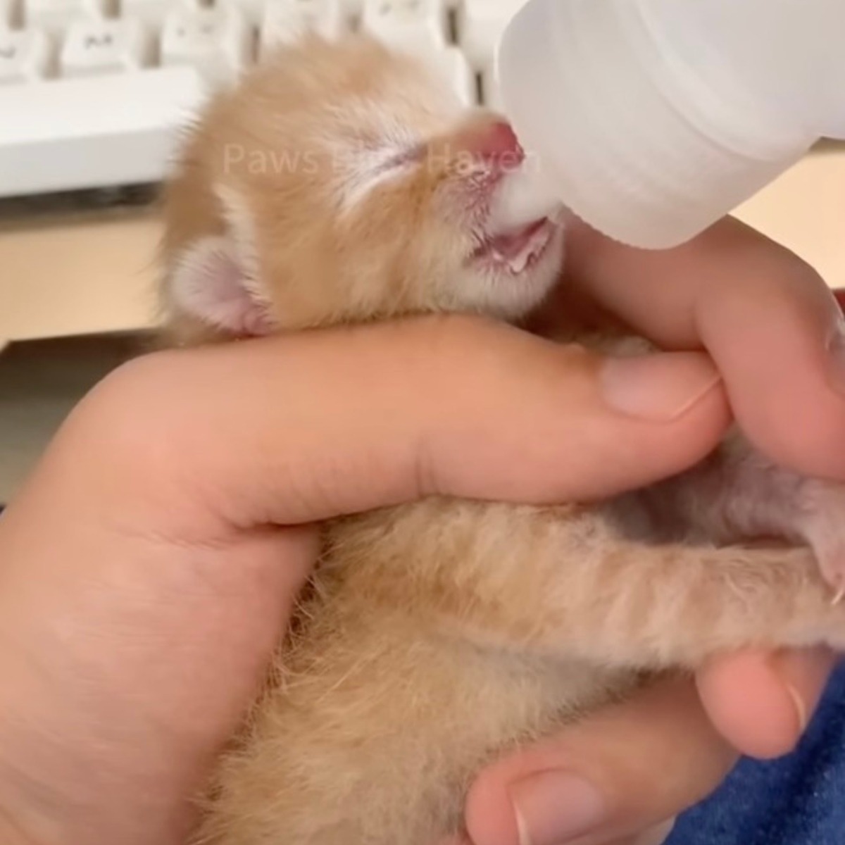 Neugeborenes Katzenbaby wird mit der Flasche gefuettert