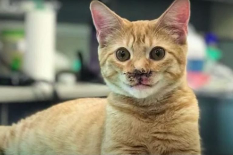 Orange Katze mit interessantem Gesicht