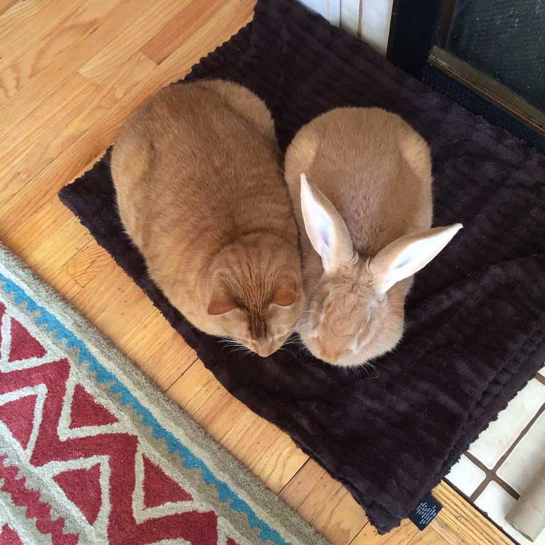 Orangefarbenes Kaninchen und orangefarbene Katze