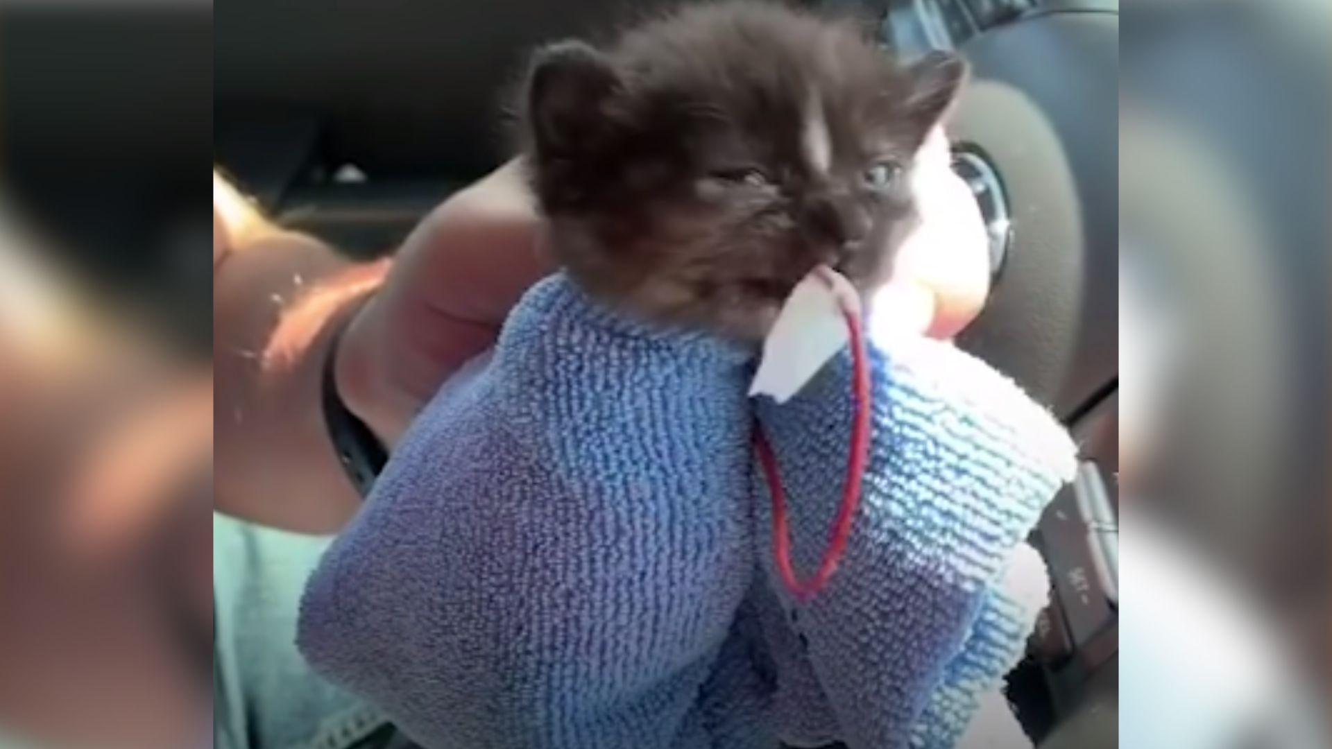 Mann haelt eine kleine Katze in der Hand