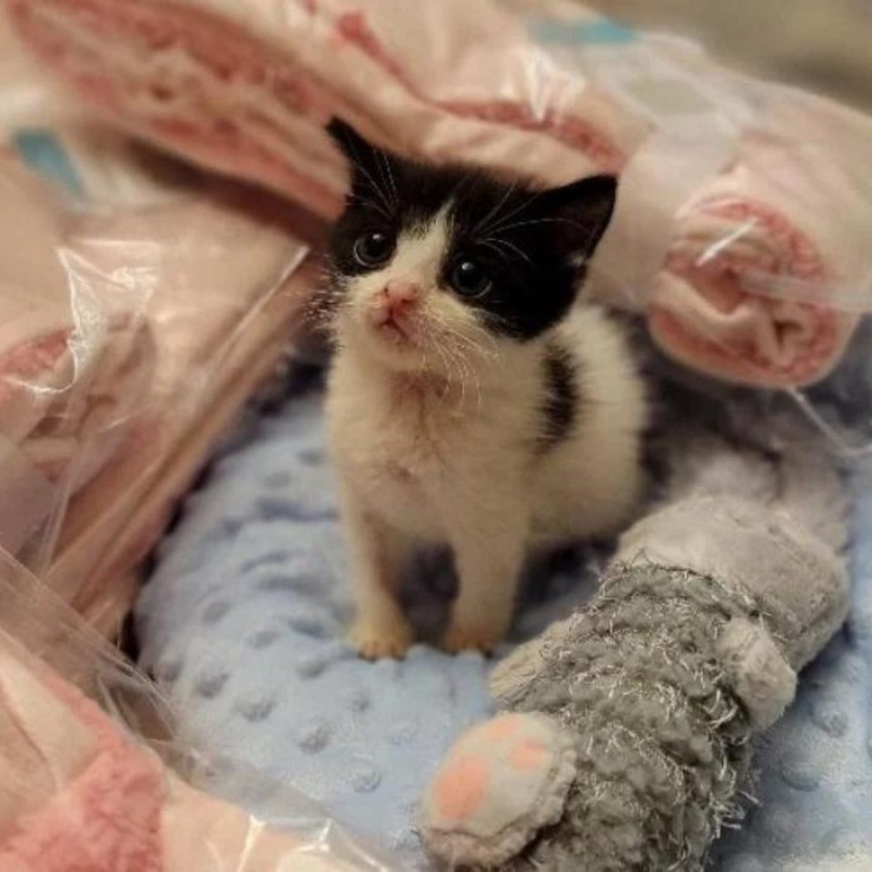 Schwarz weisses Katzenbaby sitzt