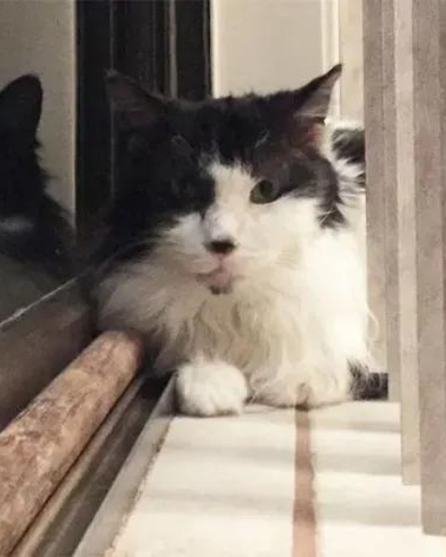 Schwarz weisse Katze liegt am Fenster