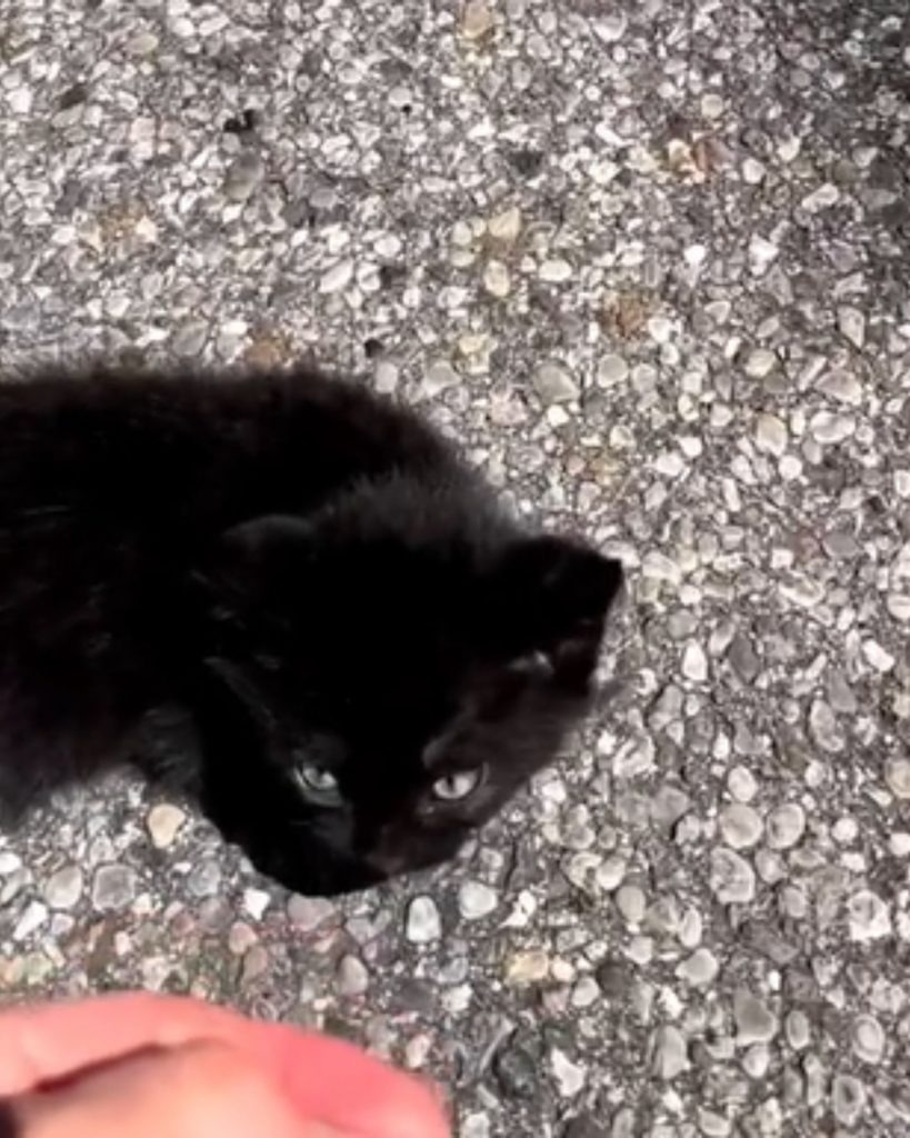 Schwarzes Katzenbaby auf der Strasse gefunden