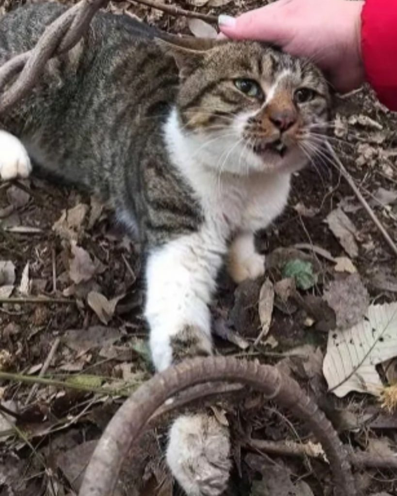 Verletzte Katze Liegt!