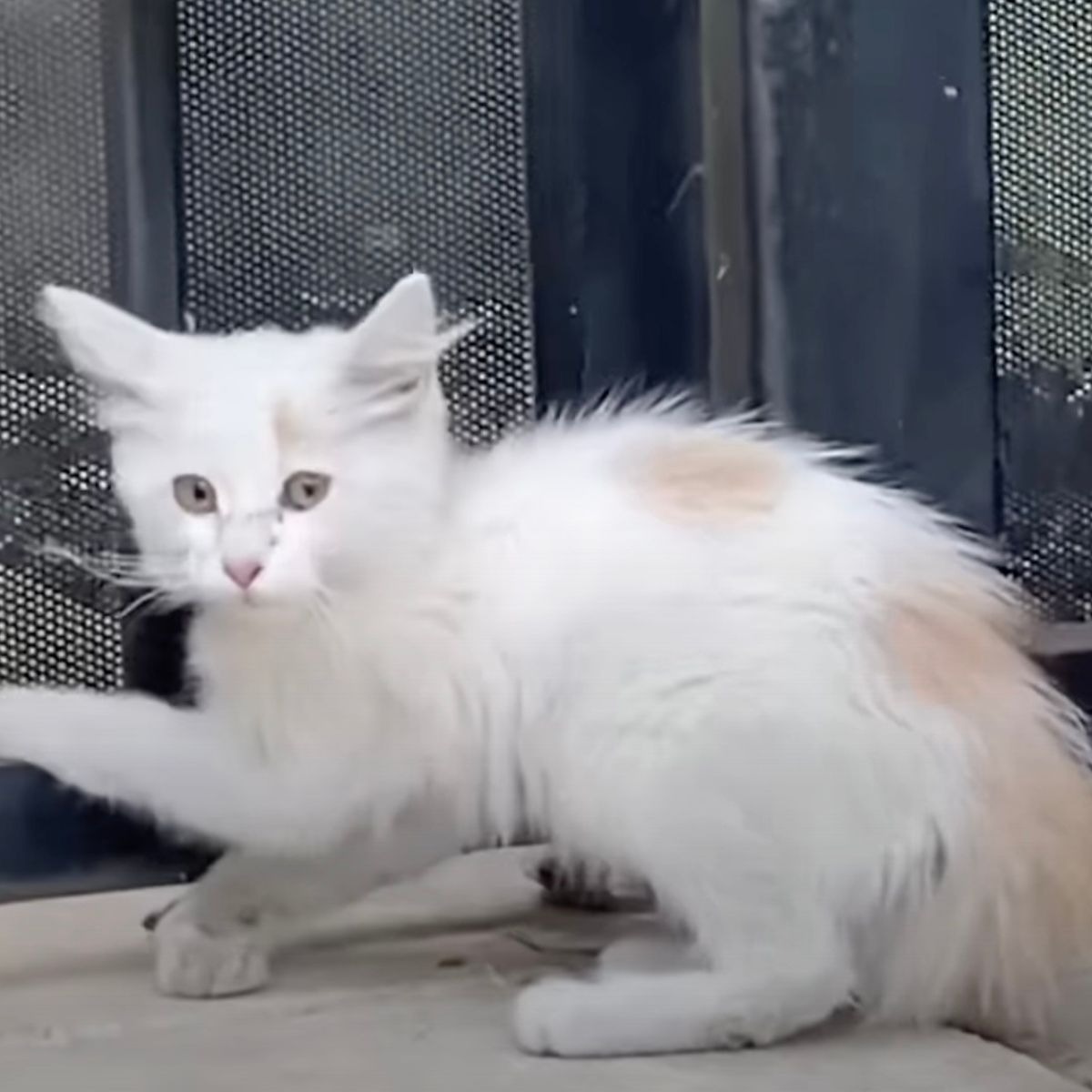 Weisse Katze mit verletzten Bein