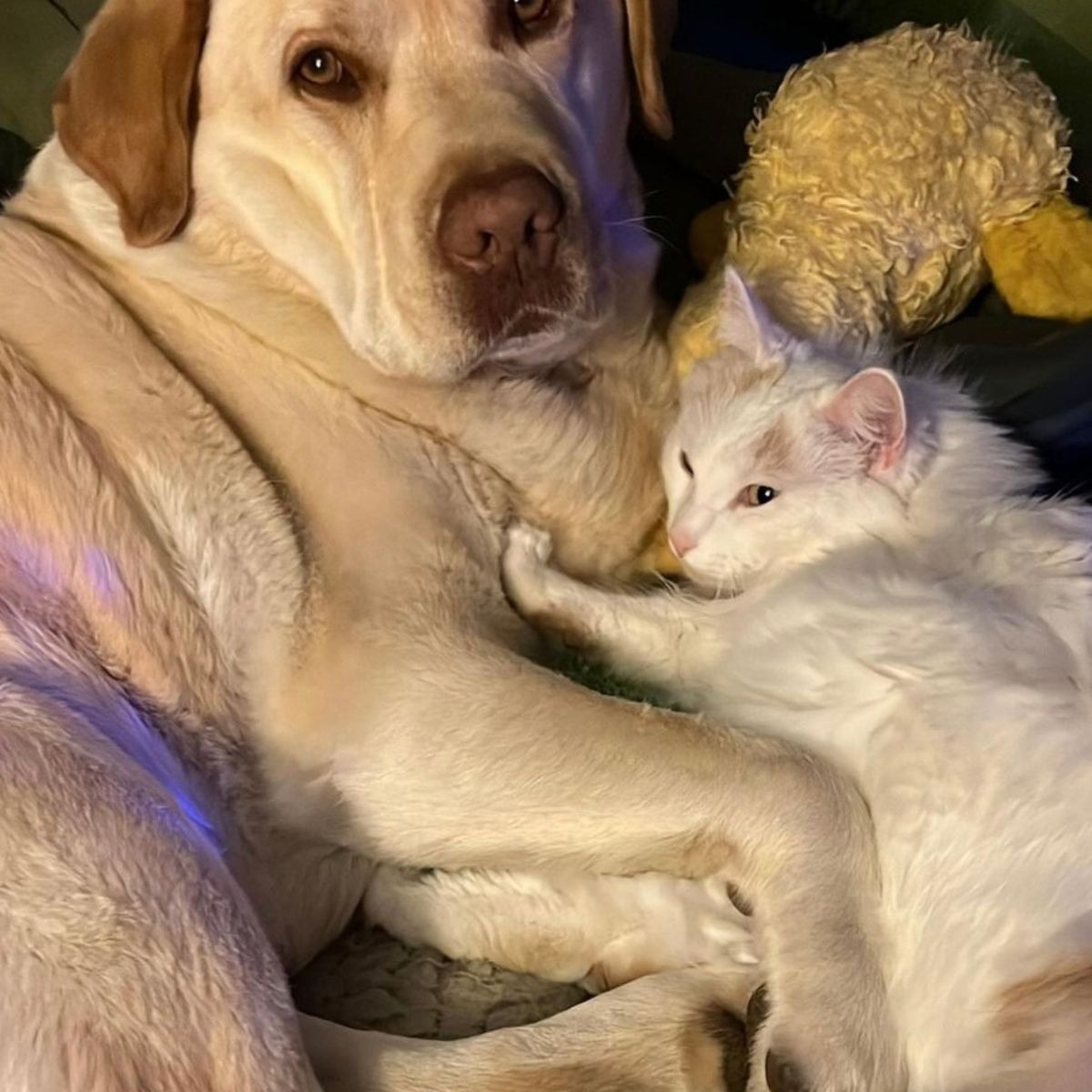 Weisse Katze und Labrador liegen zusammen