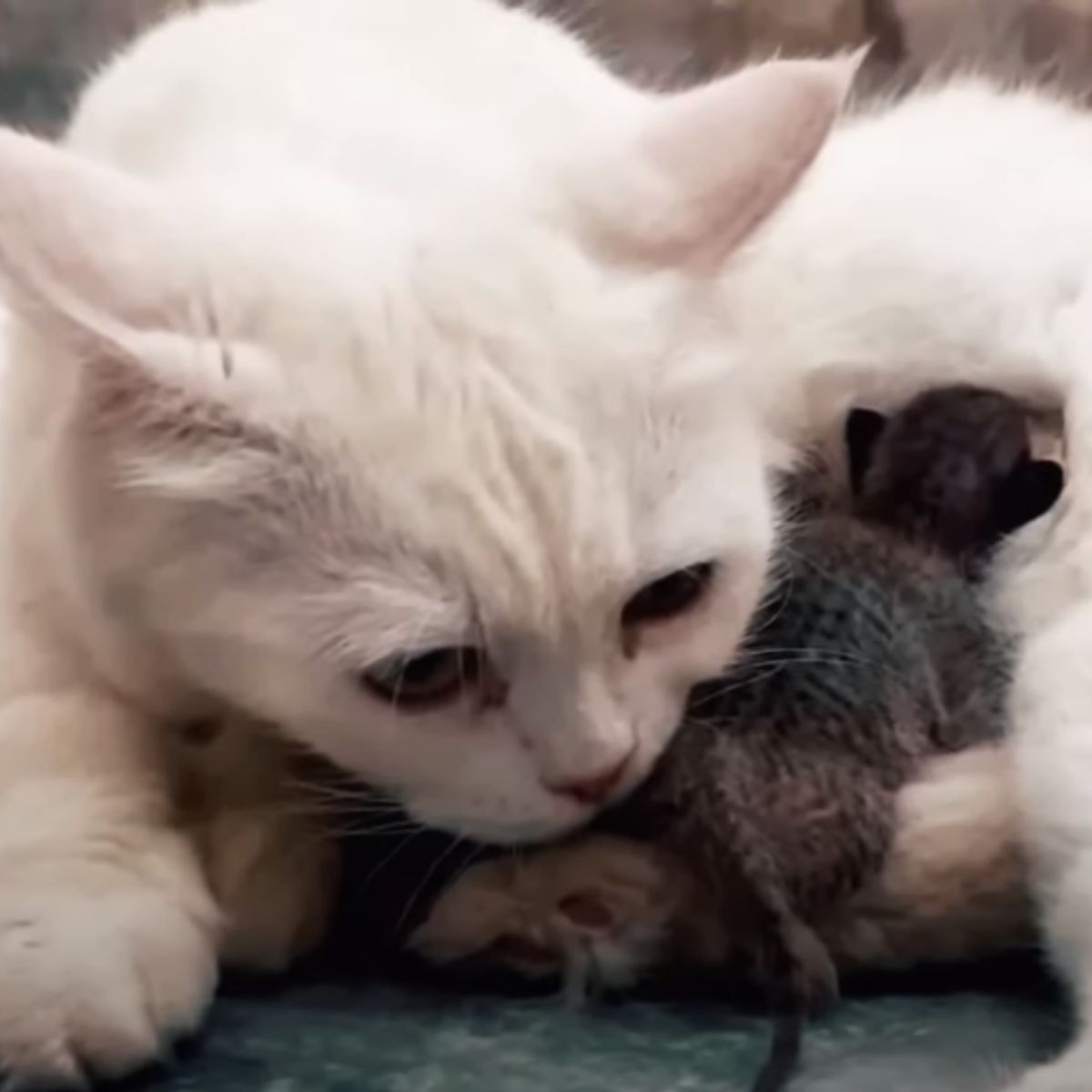 Weisse Katze und ein neugeborenes Katzenbaby