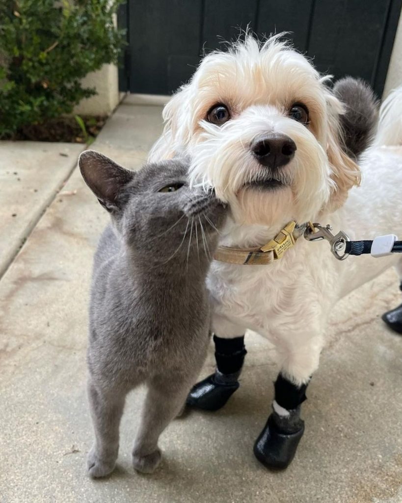 Weisser Hund und eine graue Katze