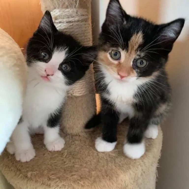 Zwei Katzenbabys sitzen auf einem Kratzbaum