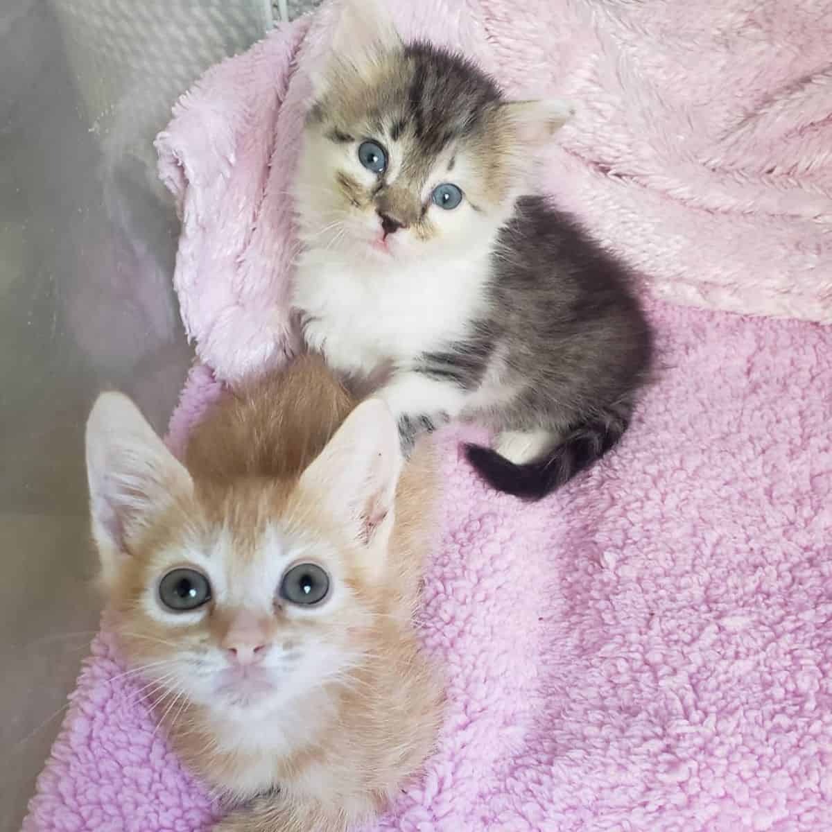 Zwei Katzenbabys sitzen nebeneinander