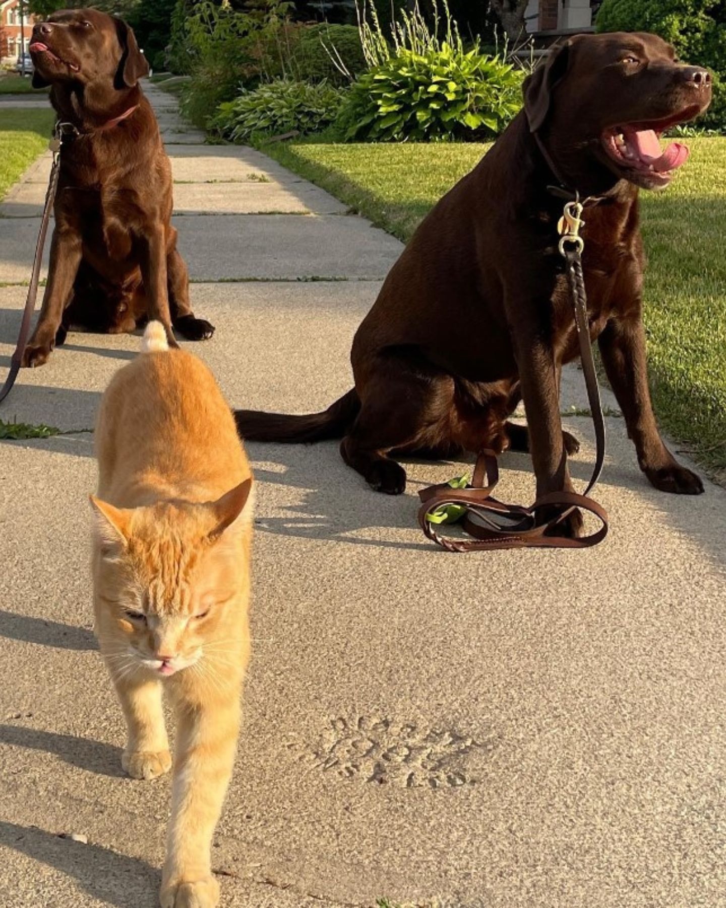 Zwei Labrador-Hunde und eine Katze auf einem Spaziergang