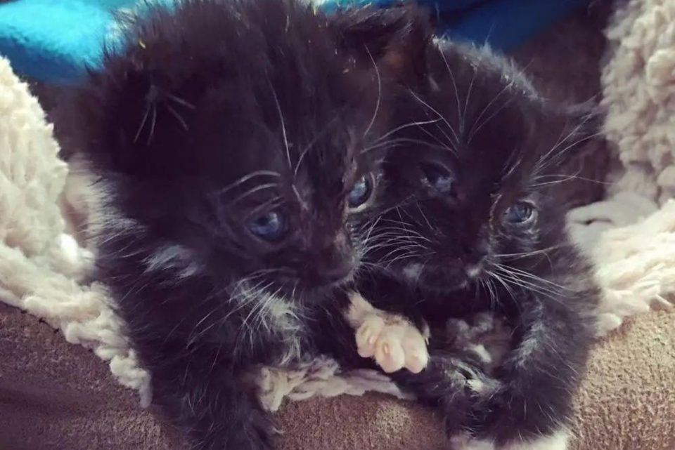 Zwei kleine schwarze Katzenbabys liegen nebeneinander